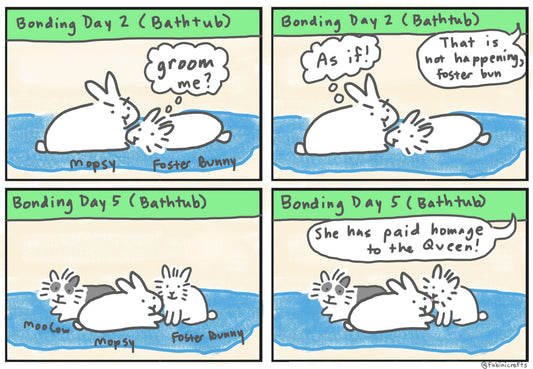 Rabbit Bonding Comic Part 2